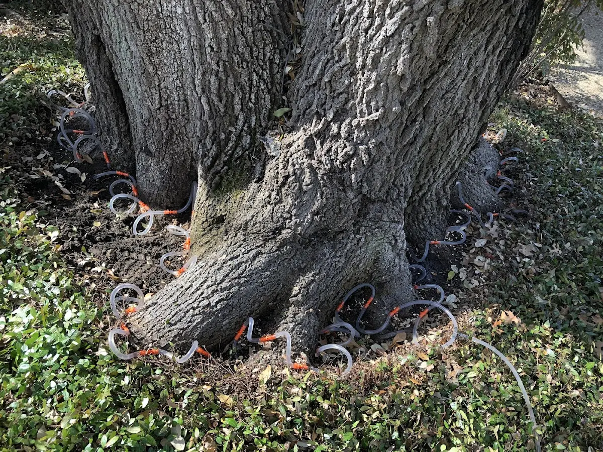 Detailed Tree Cabling and Bracing job site in Dexter City