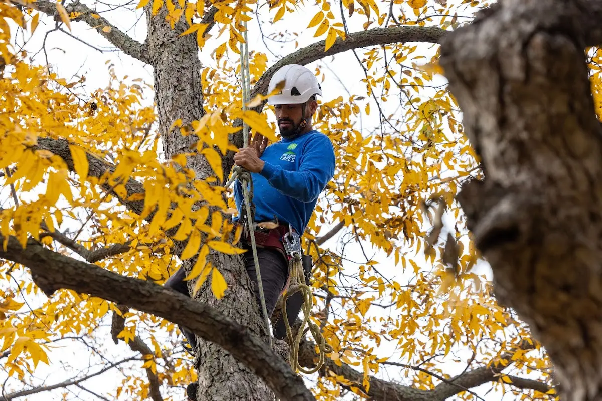 Skilled Tree Pruning crew working in Dexter City